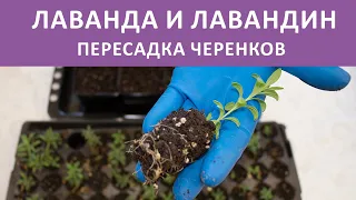 Черенкование лаванды Результаты черенкования Пересадка черенков