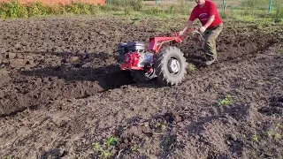 Мотоблок МТЗ знает свое дело.