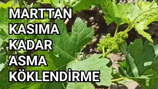 Asma Çeliklerinde Köklenme Garantili, Şekerli, Pekmezli Karışım