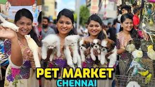 Chennai pet market 🤯 Exotics😱 Vera mari