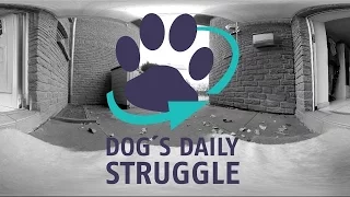 Dog's Daily Struggle - A 360 VR Spatial Audio Experience [English Version]