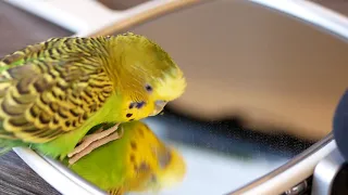 A parakeet speaks human words to his reflection in the mirror (Clear audio!)