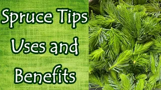 Spruce Tips Uses and Benefits