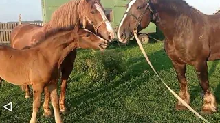 Лошади брачный период размножения