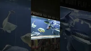 predator fish tank