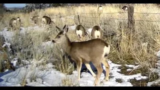 Large Herd of Deer and Some Spike Elk Gather at the Fence, Get Spooked, and Jump Over The Fence