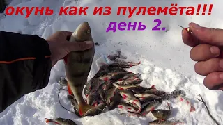 РЫБАЛКА СЕЗОНА. ДИКИЙ ОКУНЬ КЛЮЁТ КАК ИЗ ПУЛЕМЁТА. ДЕНЬ 2.