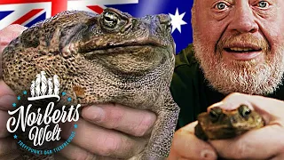 RIESIGE AGAKRÖTE | GIFTIG und macht Australiern zu schaffen! | NORBERTS WELT | Zoo Zajac