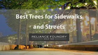 Best Trees for Sidewalks and Streets