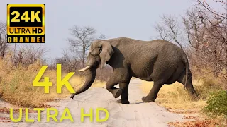 4K African Wildlife: ELEPHANTS - A day in Africa with Giant Elephants - 10-bit Color