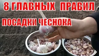 ПРАВИЛЬНАЯ ПОСАДКА ЧЕСНОКА ПОД ЗИМУ. ВСЕ ОТ "А" ДО"Я".