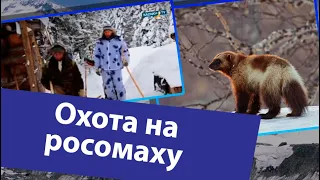 Охота на росомаху