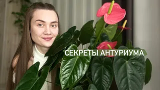 АНТУРИУМ или «МУЖСКОЕ СЧАСТЬЕ» | Секреты ухода