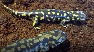 Salamander Care and Feeding