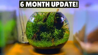 Ultra Low Tech Fish Bowl Aquascape - 6 Month Update!