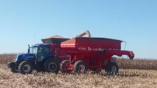 continuação da colheita de milho 🌽