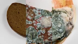 This is what happens to bread in water