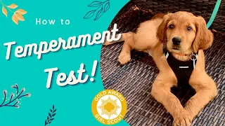 How to Temperament Test Puppies! •Service Dog Prospect Tips Included•
