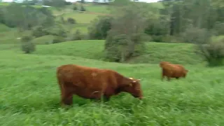 Pasto no verão, e no inverno!