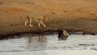 3 Lions Attack Black Rhino