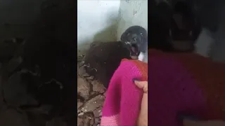 Scared Puppy Hiding In Abandoned House, Desperately Begs For Help