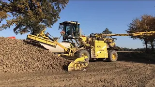 JESIEŃ 2019 | ZBIÓR KUKURYDZY NA ZIARNO, WYWÓZ BURAKA I SIEW PSZENICY | AGRO-TEAM