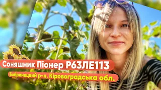 Соняшник Піонер П63ле113 у нашого клієнта🌻 АГРОТОРГ 👩‍🌾