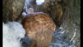 Kestrel Domestics - Dad Brings Home the Dinner | Discover Wildlife | Robert E Fuller