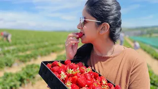 Strawberry picking in Germany | Making Strawberry Jam
