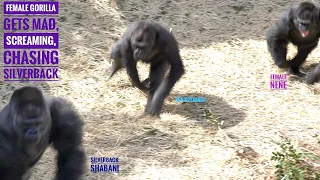 Angry Oldest Female Gorilla Chasing Silverback & Screaming! | Shabani & Nene