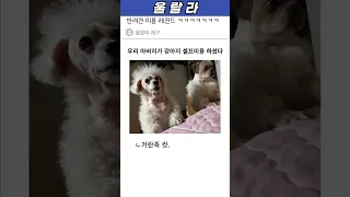 애견 셀프미용 대참사 레전드ㅋㅋ#shorts #강아지 #유머 #웃긴