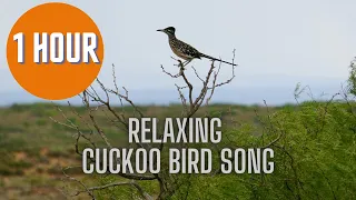 1 Hour Relaxing Cuckoo Birdsong - Spring Forest Bird Singing/ Chirping- Relaxing Nature Sounds