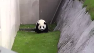 Панда немного хулиганит