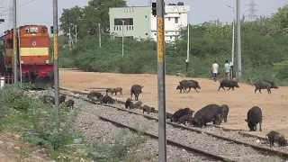 PIGS Deployed on Tracks & Loco Pilot Shoos them Away : Indian Railways