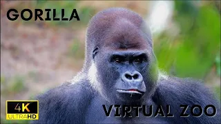 Gorilla 4K  UltraHD  video | Discover the beauty of Gorillas | Virtual Zoo  | 4K wildlife animals