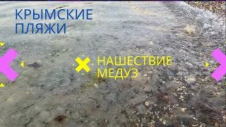 Крым. Севастополь. Нашествие медуз на пляжах