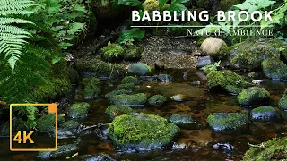 Babbling Brook in 4K - Gentle Stream Flowing Through the Forest
