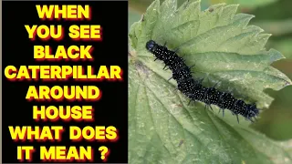 WHEN YOU SEE A BLACK CATERPILLAR AROUND YOUR HOUSE WHAT DOES IT MEAN ?