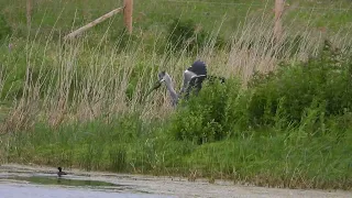 Grey Heron eating Moorhen chick