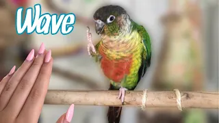 How to Teach Your Bird to Wave! | Easy Parrot Trick Training