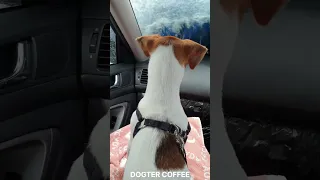 The First Car Wash Of My Life 🐶| Jack Russell Terrier COFFEE