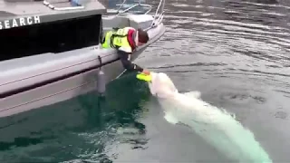 Hvaldimir the beluga white whale visits researcher's boat (iPhone XS 4k video)