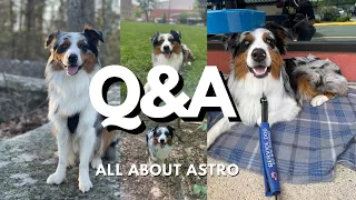 Q&A: Everything You Need To About Australian Shepherds & Service Dogs