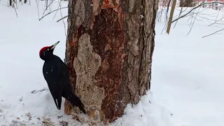 Желна Черный дятел black woodpecker (Dryocopus martius)