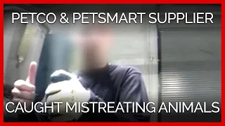 Another PETCO and PetSmart Supplier Caught on Video Mistreating Animals