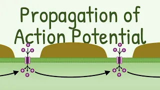 Propagation of Action Potential