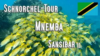 Sansibar: Schnorchel-Tour zur Insel Mnemba, nähe Nungwi und Kendwa. Korallen, Clownfische, Schwärme