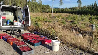 Сезонна робота в Швеції збір лісових ягід 2021. Осінь, холодно а ми продовжуємо знаходити брусничку