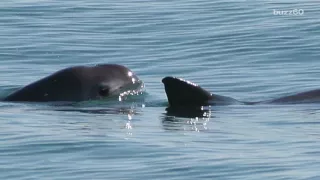 'Aquatic Cocaine' May Push Smallest Porpoise to Extinction