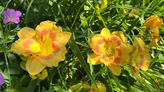 How to Plant & Grow Bare Root Daylilies